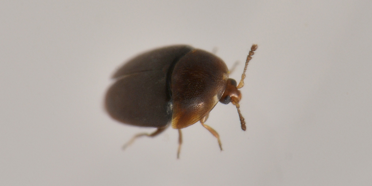 Corylophidae: Sericoderus lateralis? S